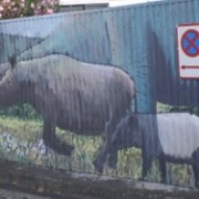 Bulls in Bulls