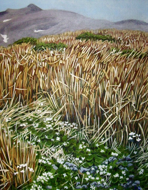 Taranaki 4